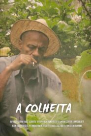 A Colheita