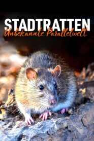 Stadtratten – Unbekannte Parallelwelt