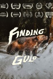 Finding Gulo