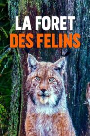 La forêt des félins: Chats sauvages et lynx du Harz