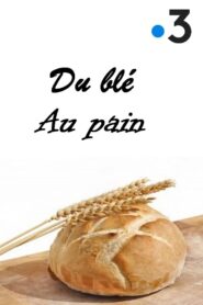 Du blé au pain