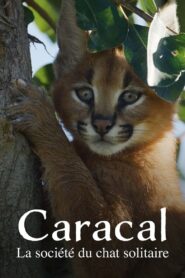 Caracal : La Société du chat solitaire