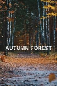 Autumn Forest