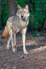 Au coeur des Carpates : Le royaume du loup