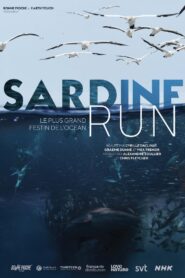 Sardine run, le plus grand festin de l’océan