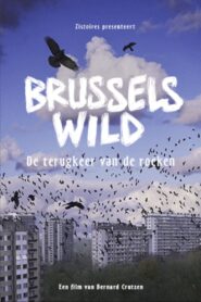 Bruxelles Sauvage – Le retour des corbeaux