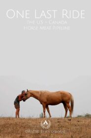 One Last Ride: The U.S. – Canada Horse Meat Pipeline