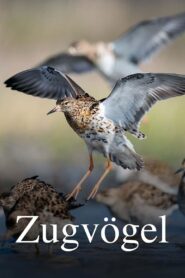 Zugvögel – Ein Jahr vergeht im Flug