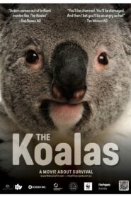 The Koalas