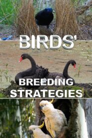 Birds’ Breeding Strategies