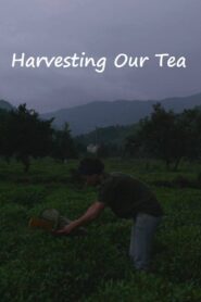 Harvesting Our Tea