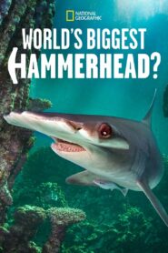 World’s Biggest Hammerhead?