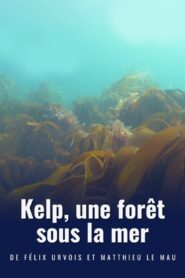 Kelp, une forêt sous la mer