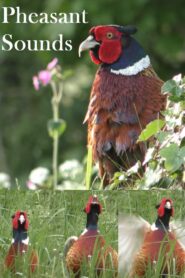 Pheasant Sounds