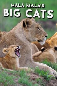 Mala Mala’s Big Cats