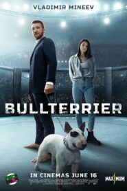 Bullterrier