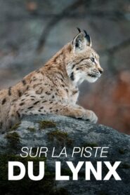 Sur la piste du lynx