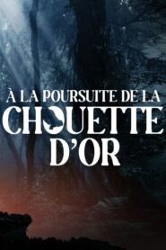 A la poursuite de la chouette d’or