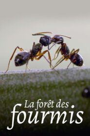 La Forêt des fourmis