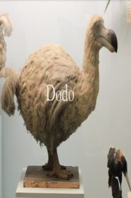 Dodo