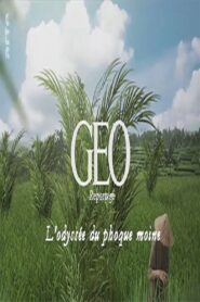 GEO Reportage – L’odyssée du phoque moine