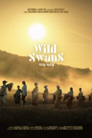 Wild Swans