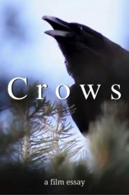 Crows – A film essay