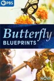 Butterfly Blueprints