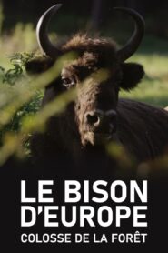 Le Bison d’Europe, colosse de la forêt