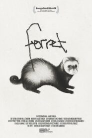 Ferret