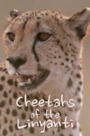 Cheetahs of the Linyanti