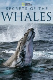 Secrets of the Whales